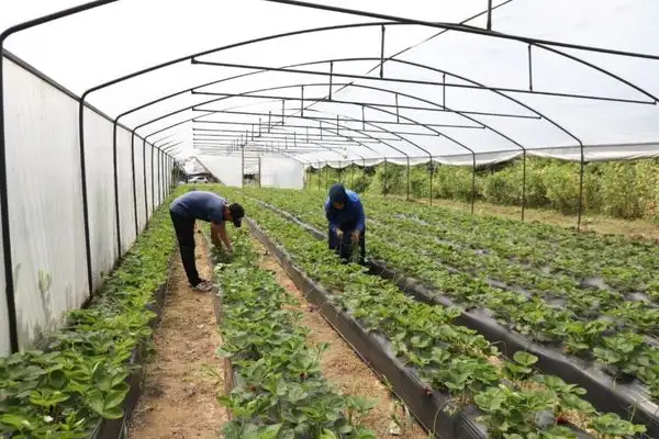 Ordu'da örtü altı üretim alanı 68 bin metrekareyi aştı