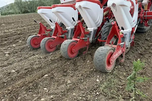 Çorum'da ayçiçeği ekimi yapıldı