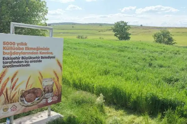 Eskişehir'de 5 bin yıllık Kavılca Buğdayı yeniden başak verdi