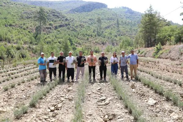 Fakırcalı'daki lavanta bahçesinde ilk hasat gerçekleştirildi