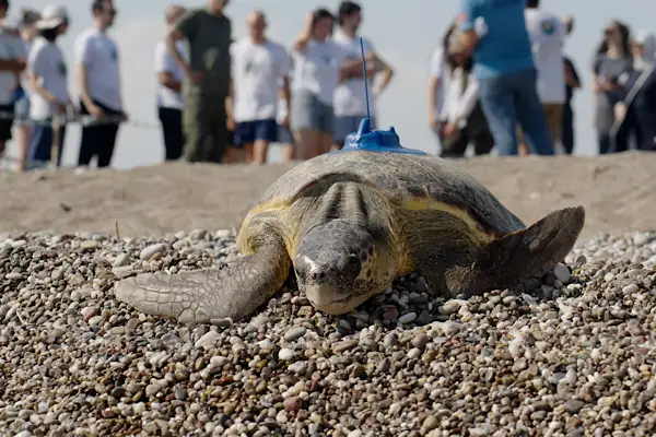 Miner Turtle Projesi: Caretta caretta’ların göç rotalarına uydu takibiyle ışık tutuluyor