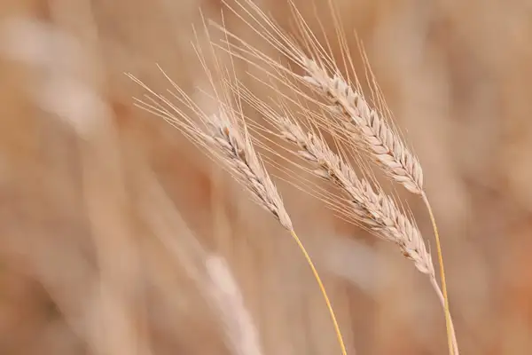 Hububat piyasasında fiyatlar geriledi