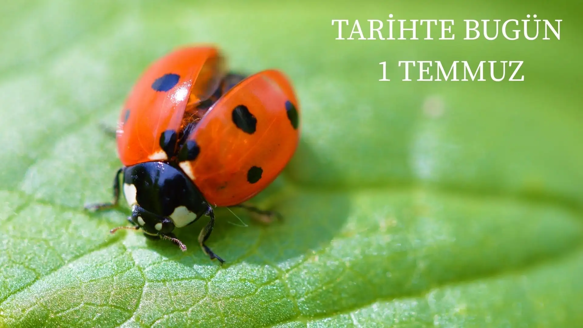TARİHTE BUGÜN KÖŞESİ 1 TEMMUZDA TARİHTE NELER OLDU