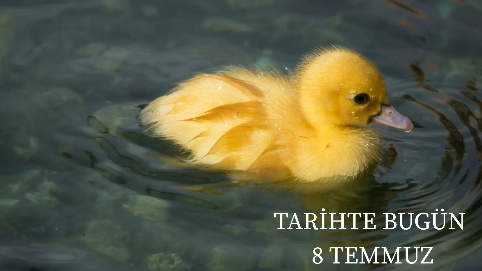 TARİHTE BUGÜN KÖŞESİ 8 TEMMUZDA TARİHTE NELER OLDU?