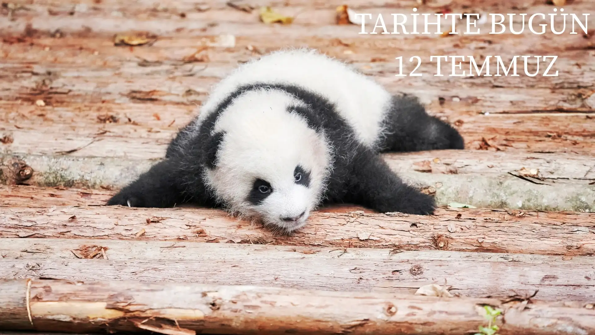 TARİHTE BUGÜN KÖŞESİ 12 TEMMUZDA TARİHTE NELER OLDU?