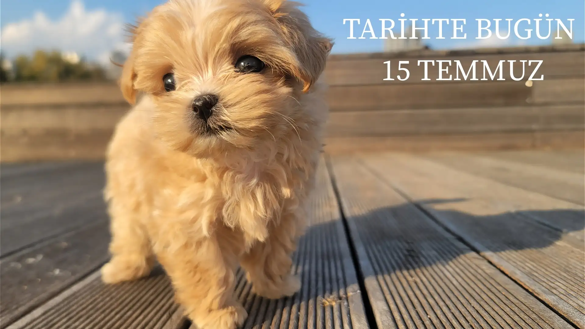 TARİHTE BUGÜN KÖŞESİ 15 TEMMUZDA TARİHTE NELER OLDU?