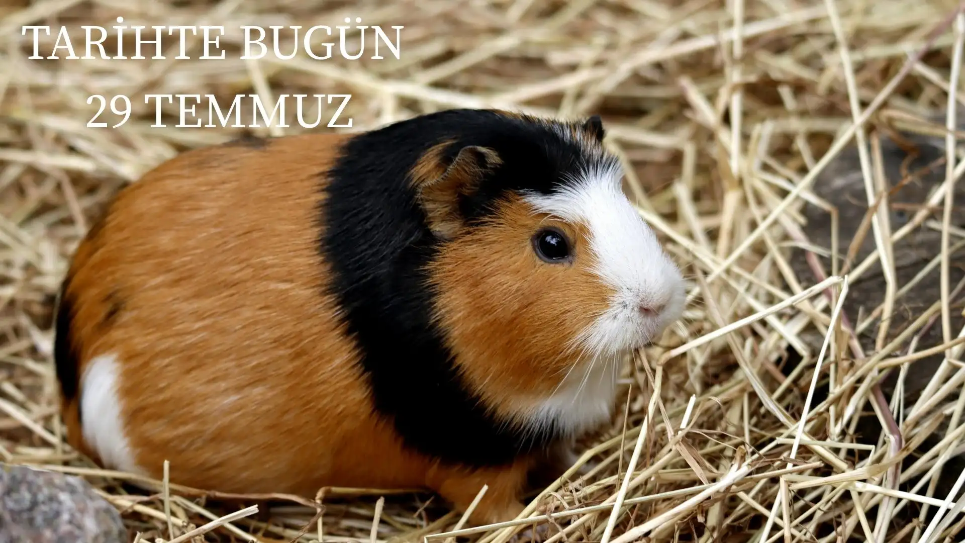 TARİHTE BUGÜN KÖŞESİ 29 TEMMUZDA TARİHTE NELER OLDU?