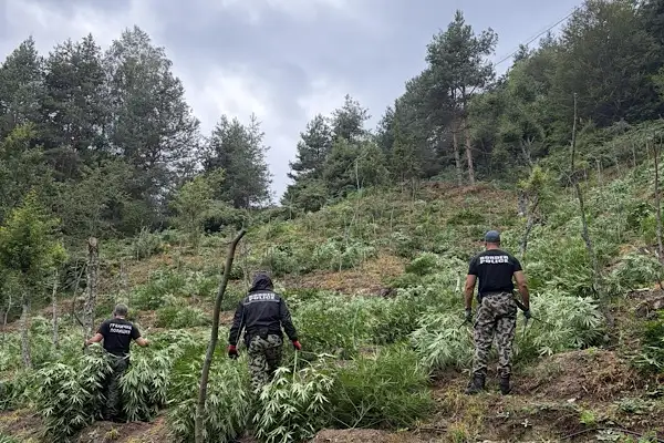 Bulgaristan'da 3 tondan fazla esrar bitkisi ele geçirildi