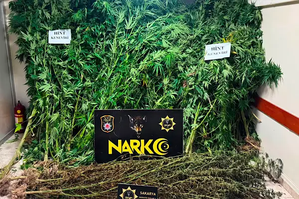 Karasu’da 10 kilo 100 gram esrar ve 50 hint keneviri ele geçirildi