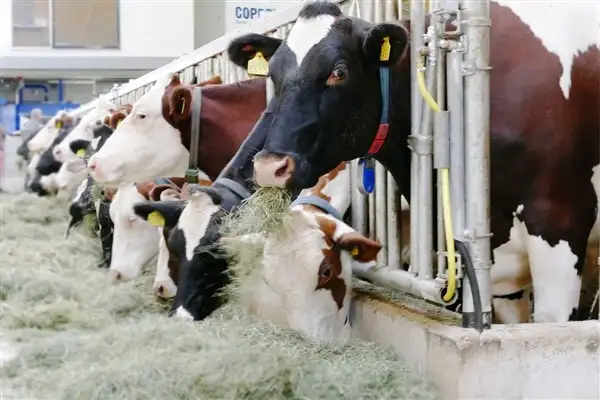 TÜİK- Ticari süt işletmelerince 995 bin 463 ton inek sütü toplandı