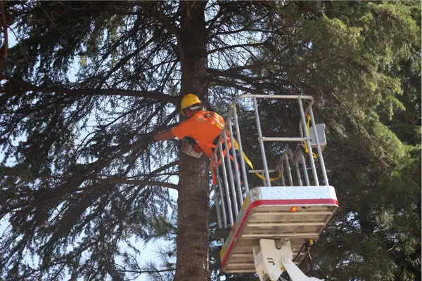 smangazi'de ağaç budama çalışmaları yeni araçla sürdürülüyor