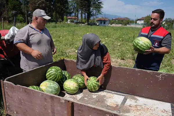 Düzce Tarım Akademisi’nde üretilen karpuzlar ihtiyaç sahiplerine ulaştırıldı