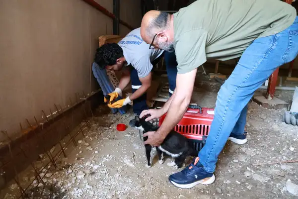 Kaçak yapı yıkımında hayat kurtaran müdahale: Anne kedi ve yavruları kurtarıldı