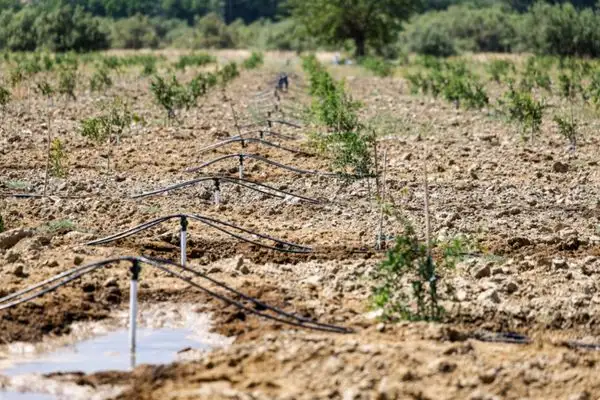 Selçuk’ta 2 bin dönüm arazi yeniden üretime açıldı