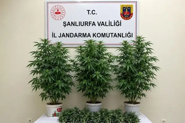 Şanlıurfa’da 13 kök kenevir ele geçirildi