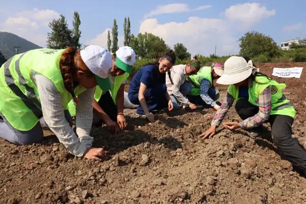 Toroslar’da safran üretimi için ilk deneme ekimi yapıldı