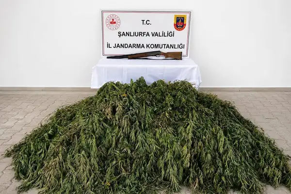 Şanlıurfa'da 610 kök kenevir ele geçirildi