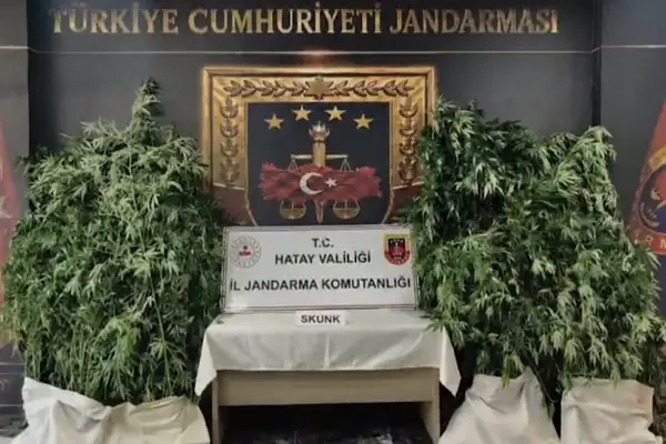 Hatay’da uyuşturucu operasyonunda 371 kök kenevir ele geçirildi
