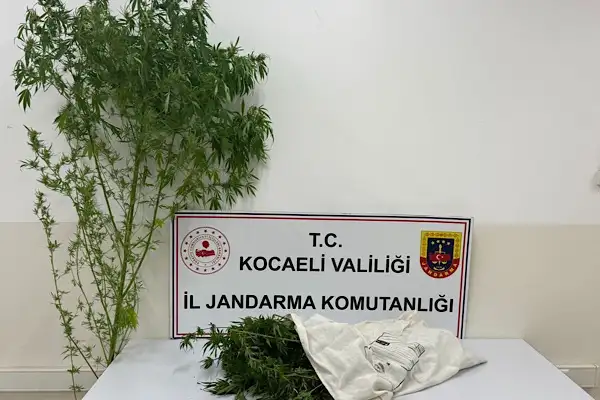 Kocaeli'de bir kök kenevir bitkisi ele geçirildi