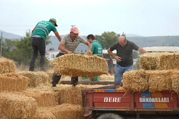 Milas'ta 139 üreticiye saman, tohum ve yem desteği