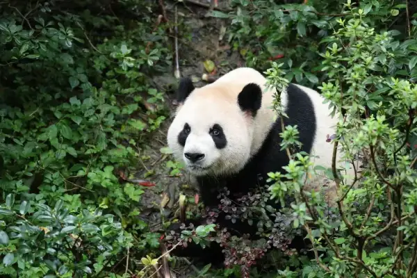 İki dev panda ABD’deki yeni yuvalarına gidiyor