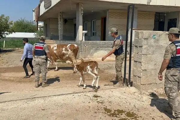 Şanlıurfa’da 315 bin liralık hayvan dolandırıcılığı