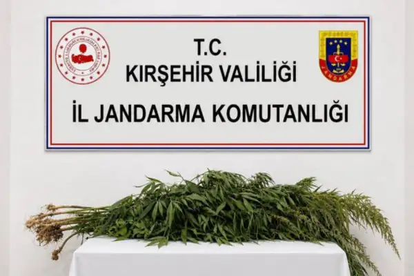 Kırşehir’de iki kişinin evinde 30 kök kenevir ele geçirildi