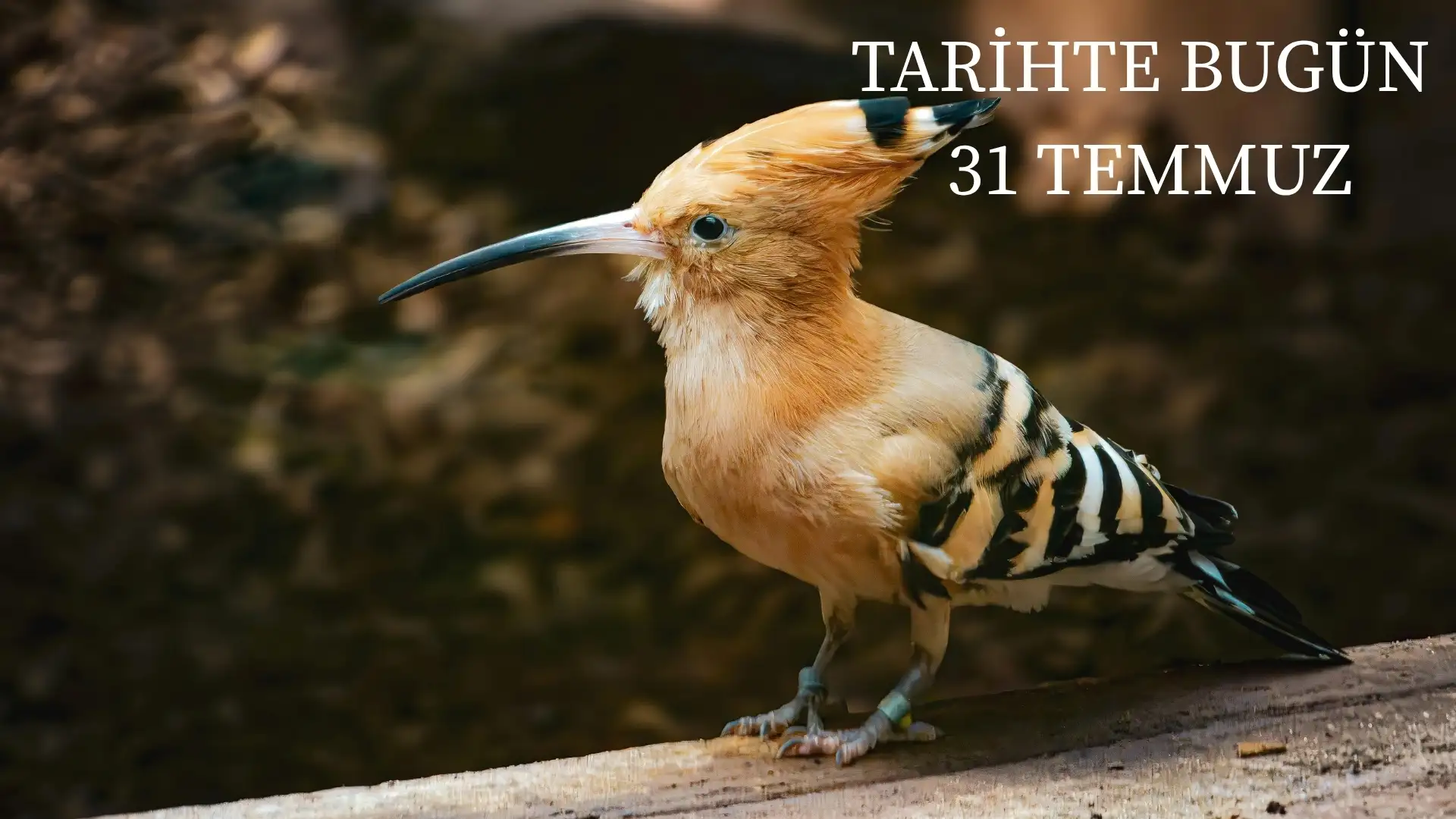 TARİHTE BUGÜN KÖŞESİ 31 TEMMUZDA TARİHTE NELER OLDU?