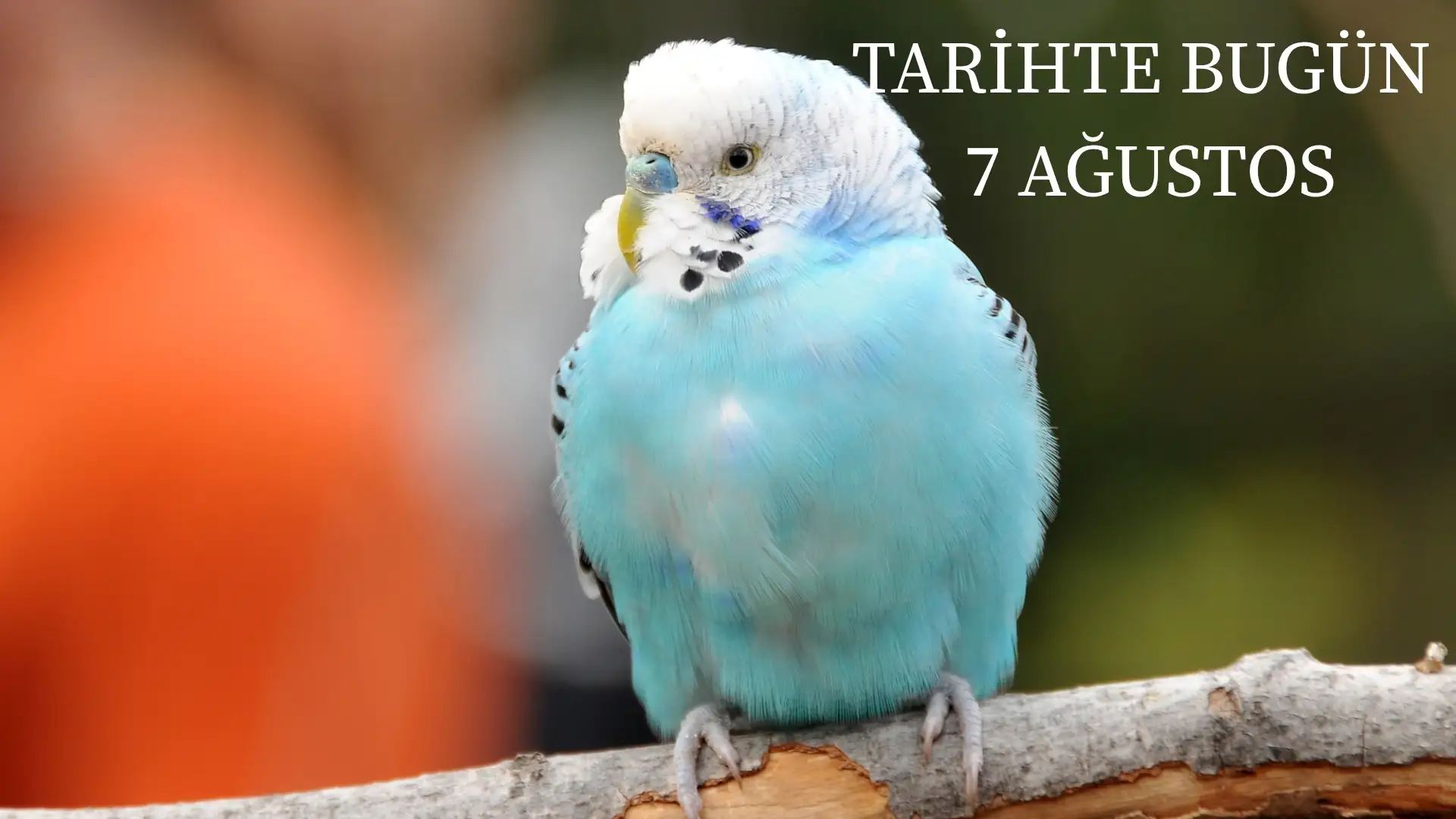 TARİHTE BUGÜN KÖŞESİ 7 AĞUSTOSTA TARİHTE NELER OLDU?  