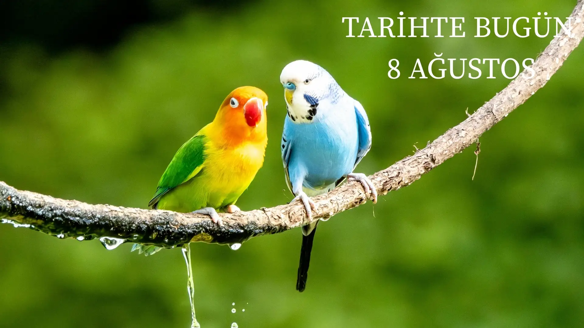 TARİHTE BUGÜN KÖŞESİ 8 AĞUSTOSTA TARİHTE NELER OLDU?  