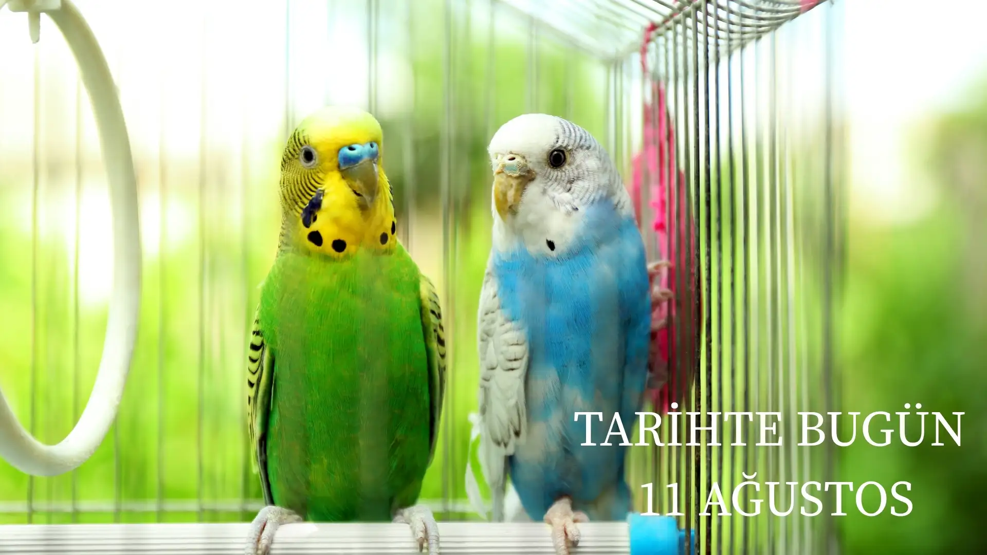 TARİHTE BUGÜN KÖŞESİ 11 AĞUSTOSTA TARİHTE NELER OLDU?  