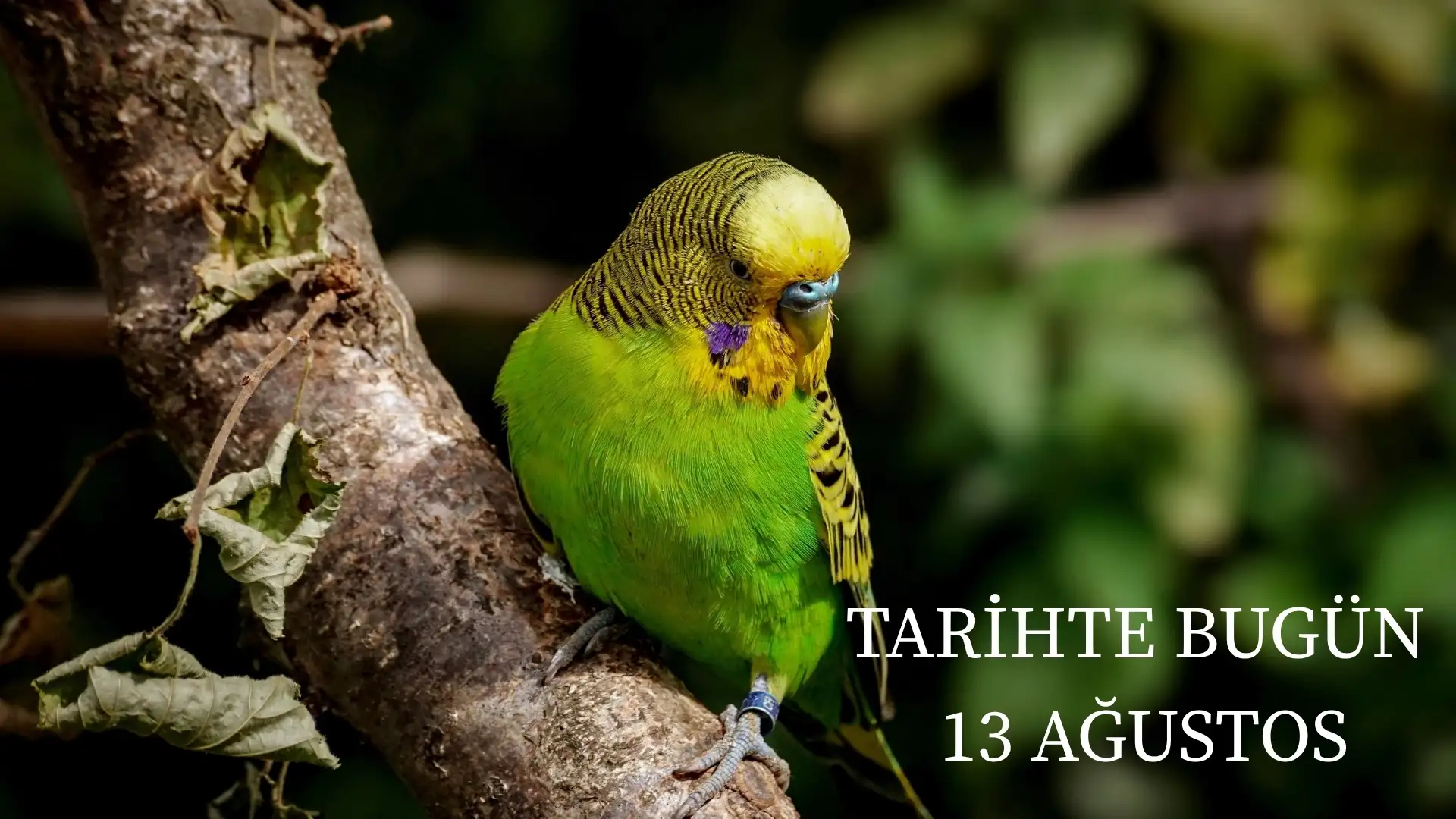 TARİHTE BUGÜN KÖŞESİ 13 AĞUSTOSTA TARİHTE NELER OLDU?   