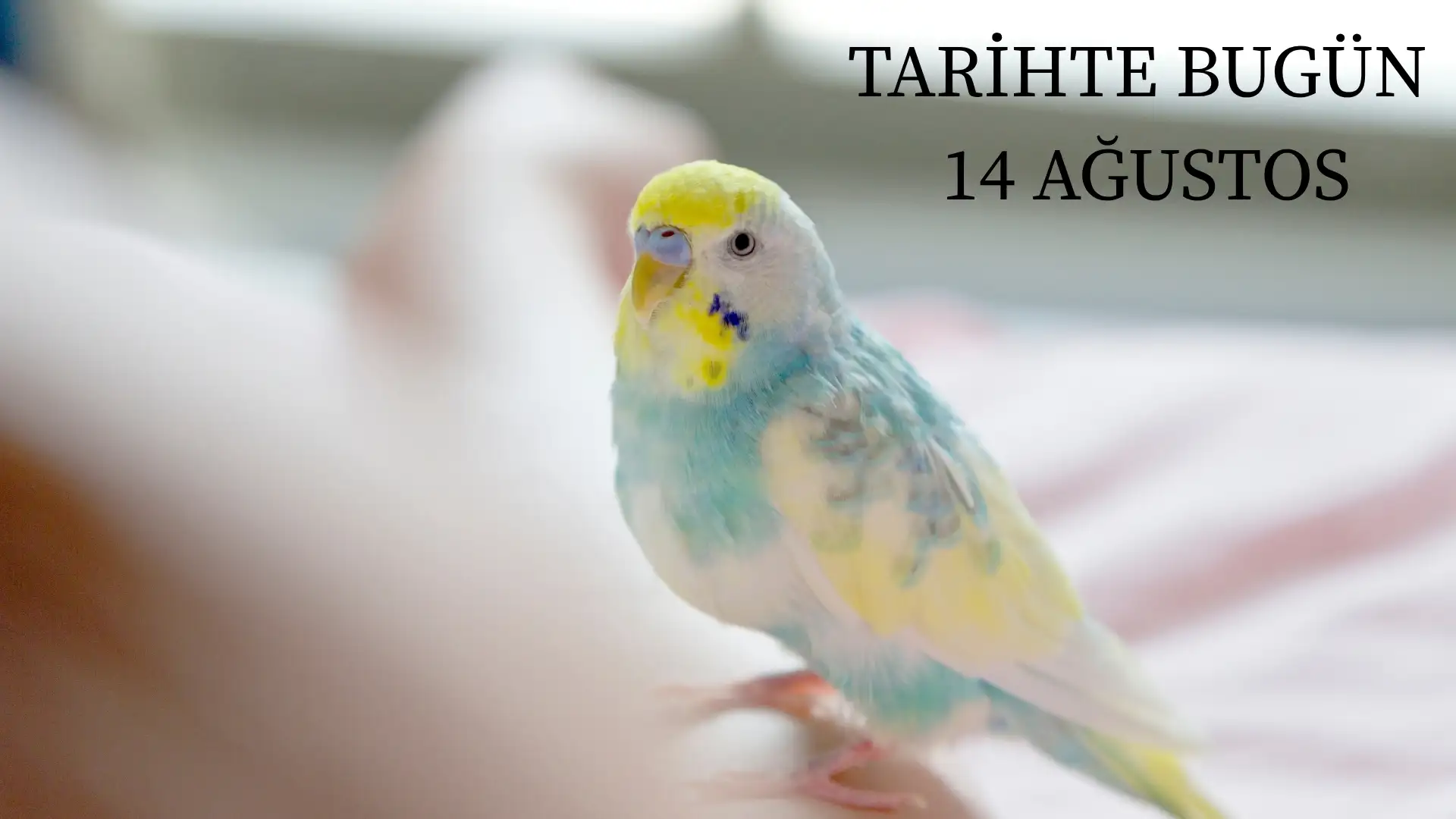 TARİHTE BUGÜN KÖŞESİ 14 AĞUSTOSTA TARİHTE NELER OLDU?  