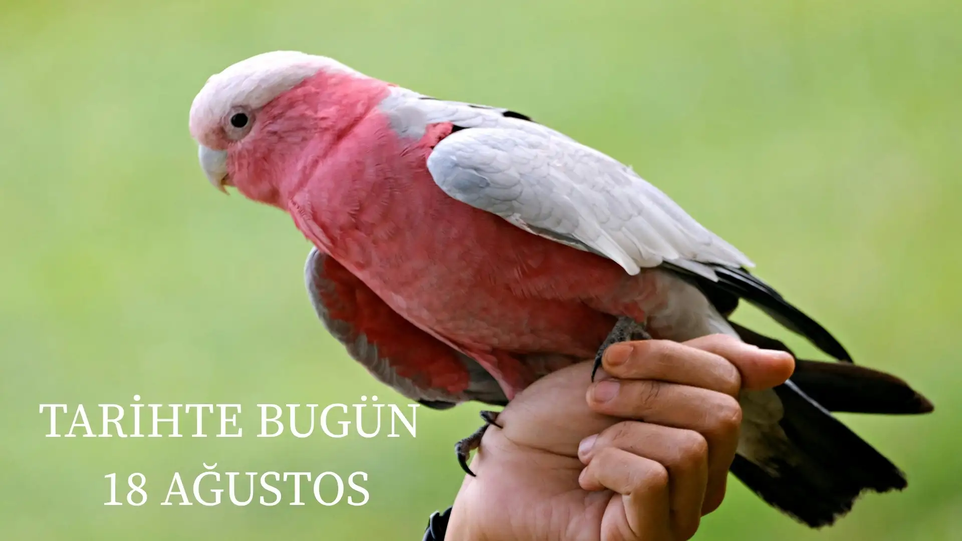 TARİHTE BUGÜN KÖŞESİ 18 AĞUSTOSTA TARİHTE NELER OLDU? 