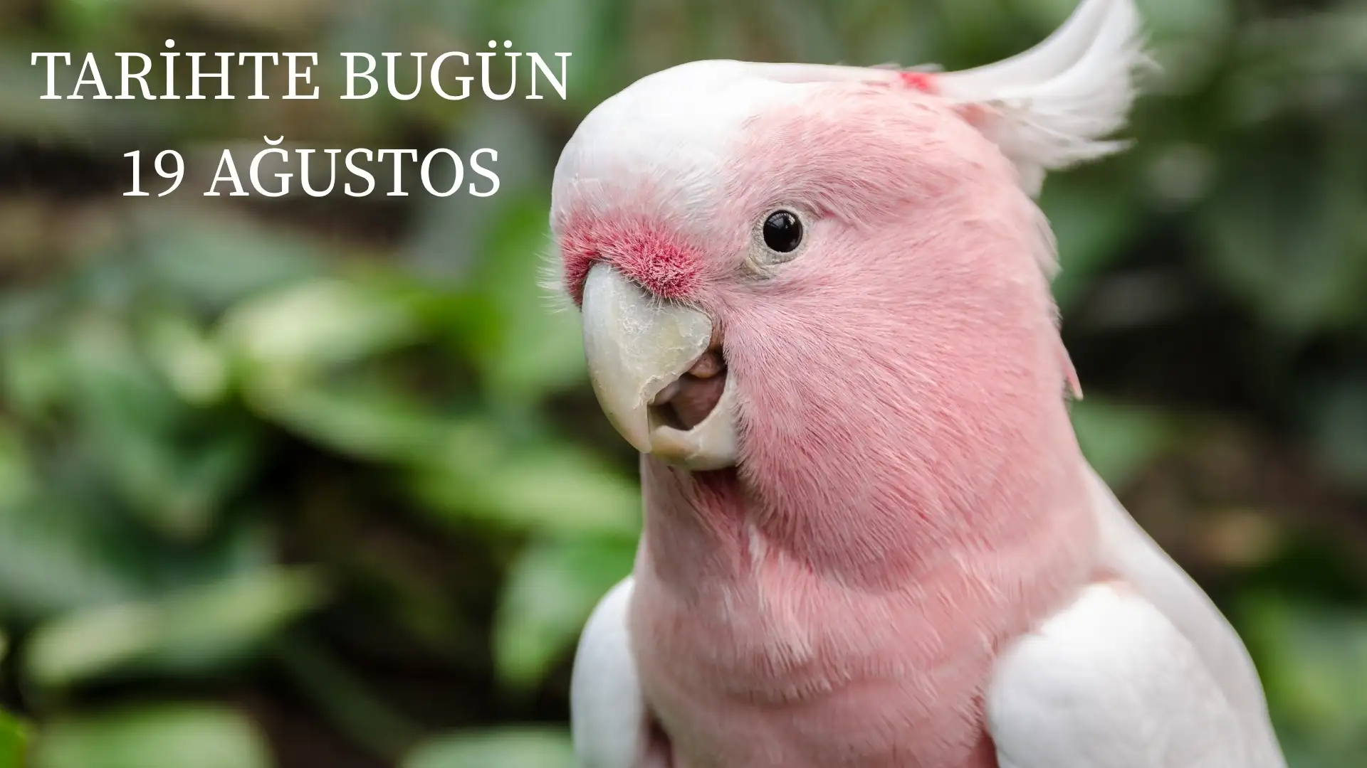 TARİHTE BUGÜN KÖŞESİ 19 AĞUSTOSTA TARİHTE NELER OLDU?  