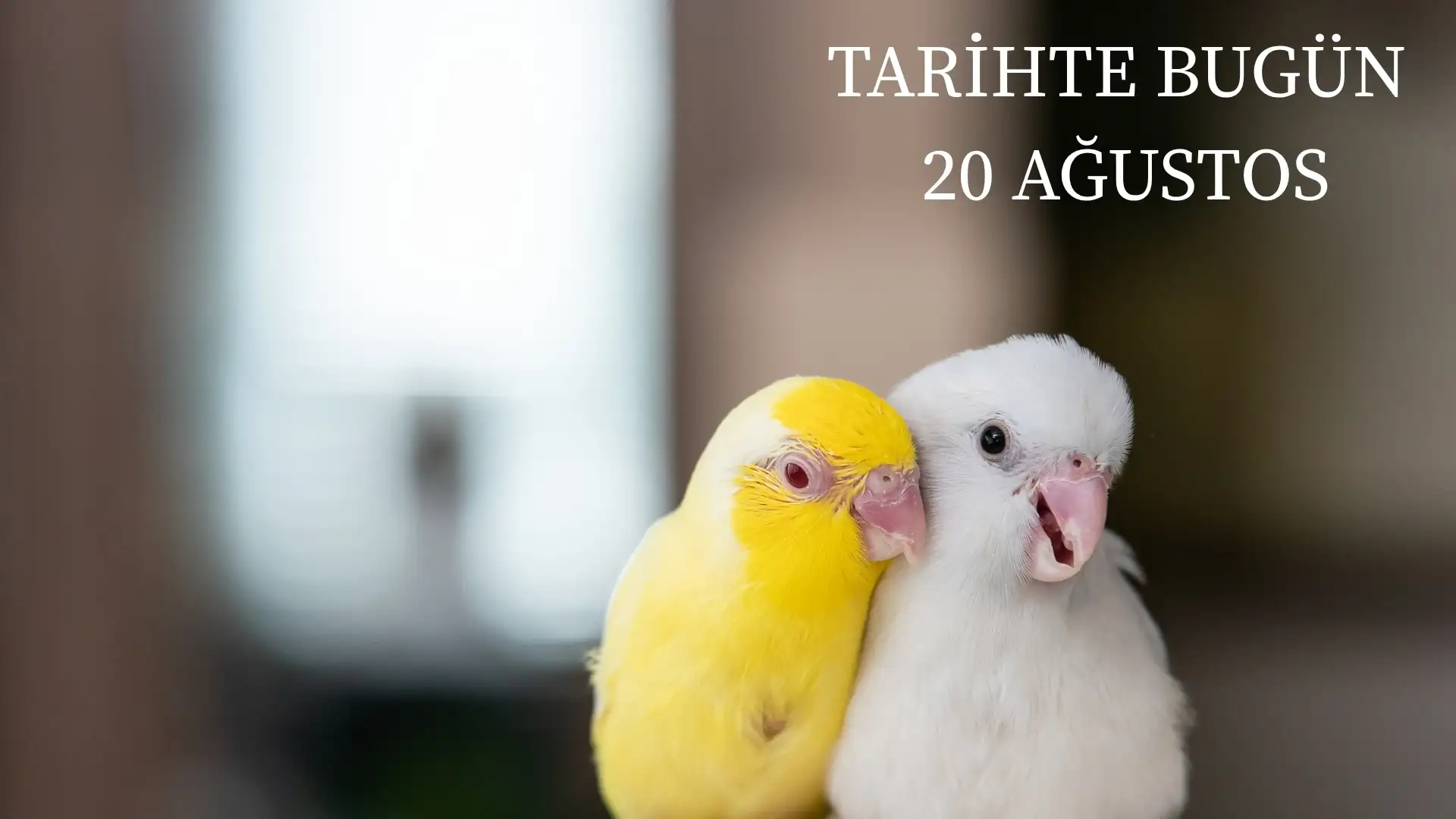 TARİHTE BUGÜN KÖŞESİ 20 AĞUSTOSTA TARİHTE NELER OLDU?  