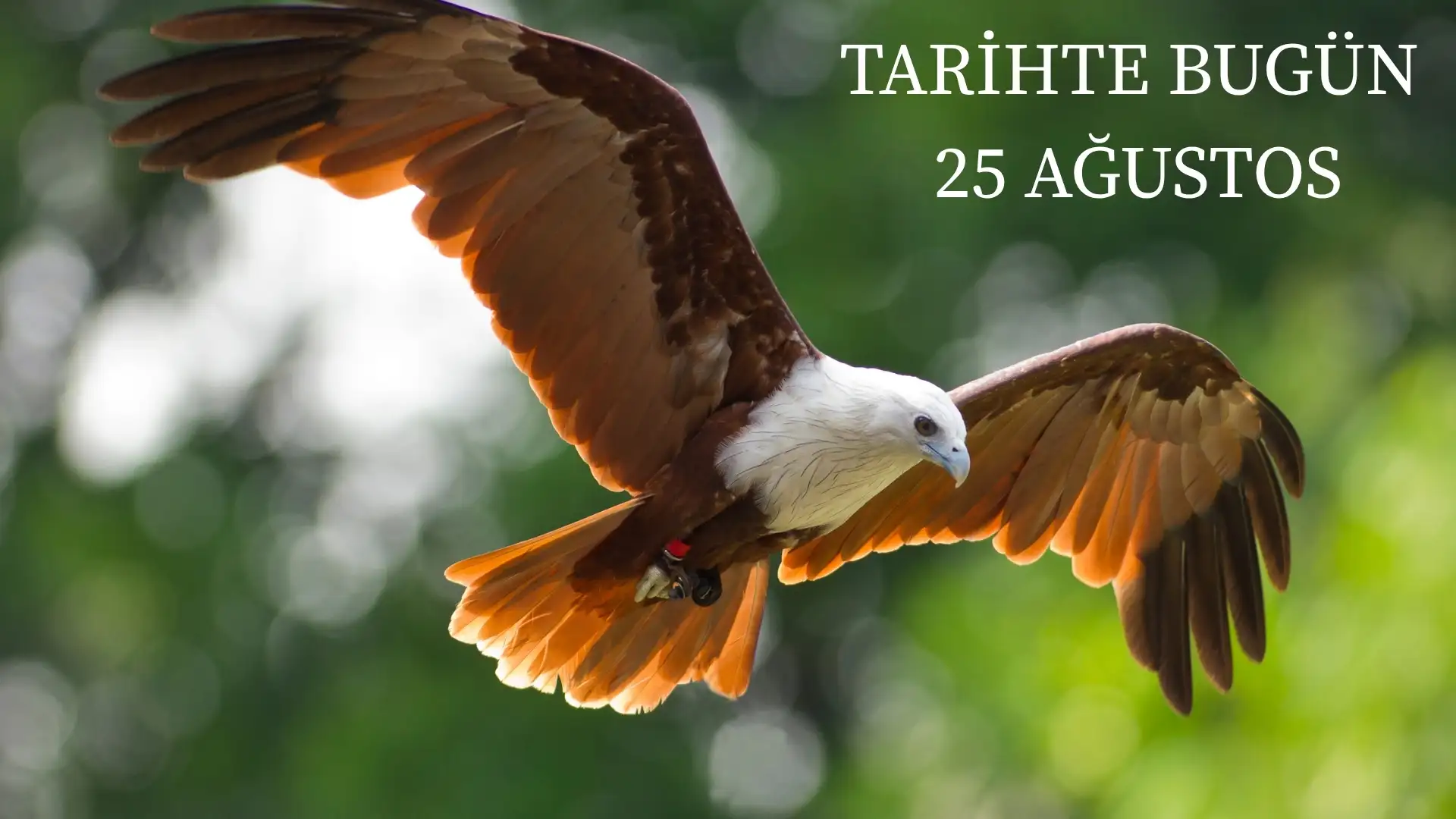 TARİHTE BUGÜN KÖŞESİ 25 AĞUSTOSTA TARİHTE NELER OLDU? 