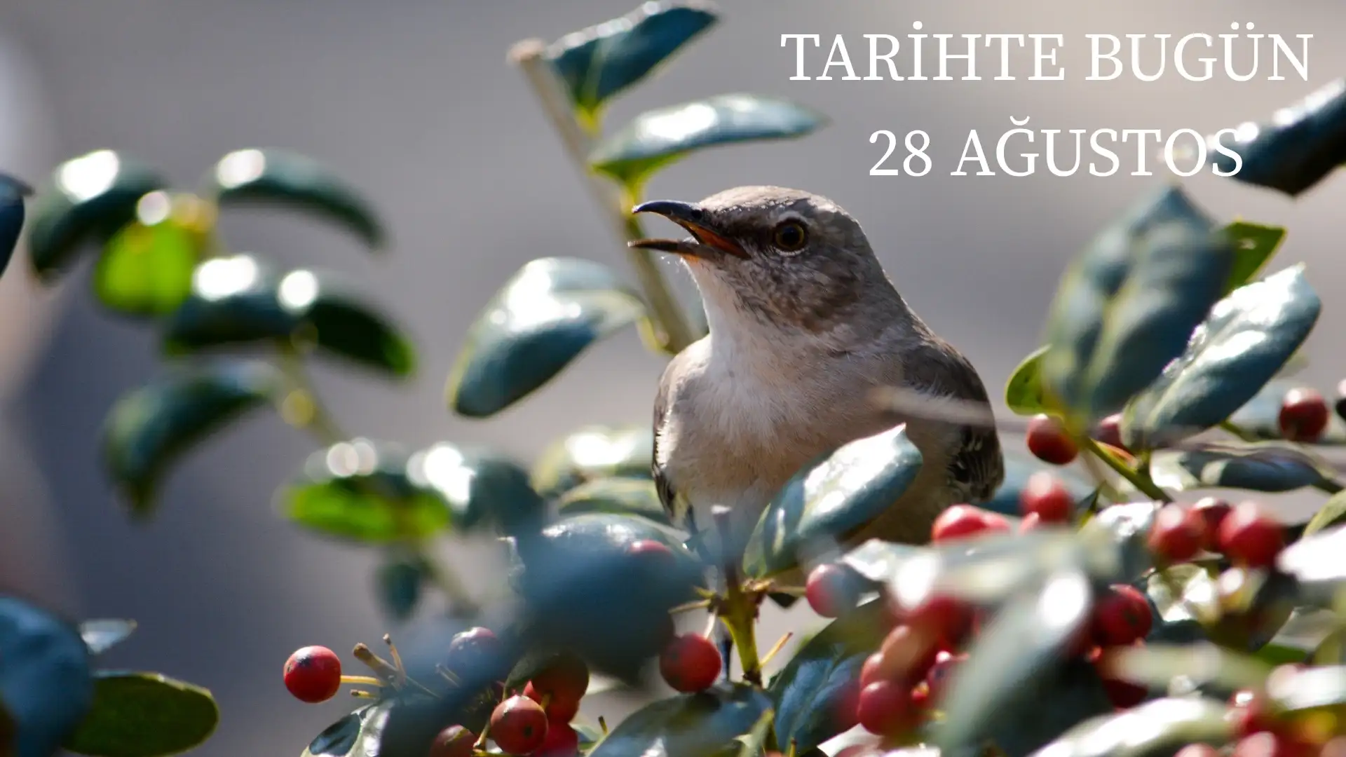 TARİHTE BUGÜN KÖŞESİ 28 AĞUSTOSTA TARİHTE NELER OLDU? 