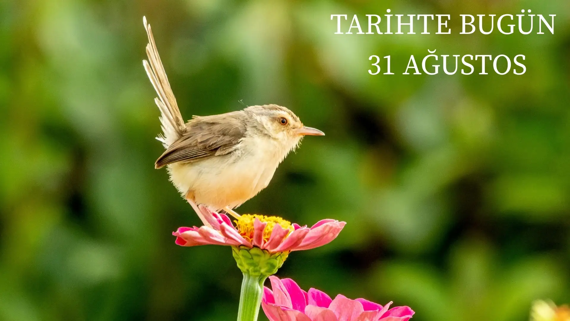 TARİHTE BUGÜN KÖŞESİ 31 AĞUSTOSTA TARİHTE NELER OLDU?   