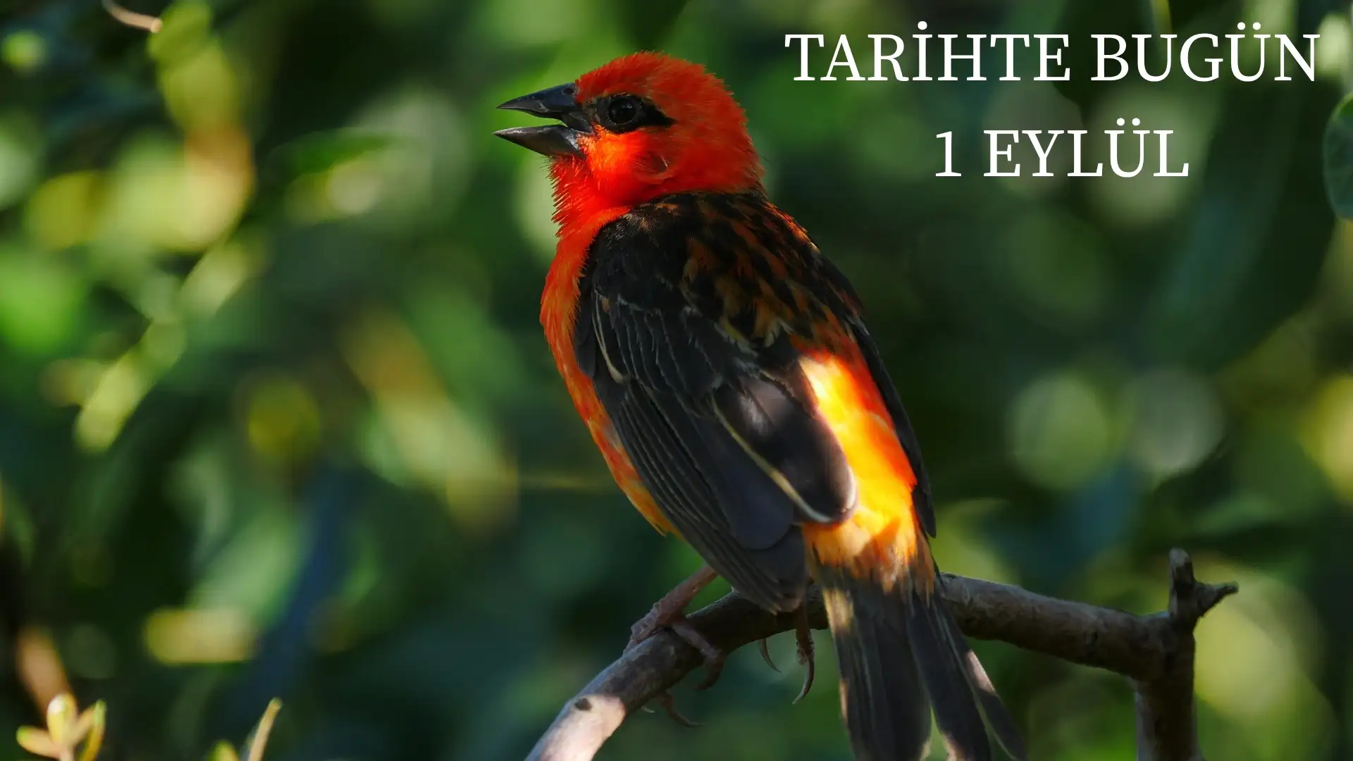 TARİHTE BUGÜN KÖŞESİ 1 EYLÜLDE TARİHTE NELER OLDU?  