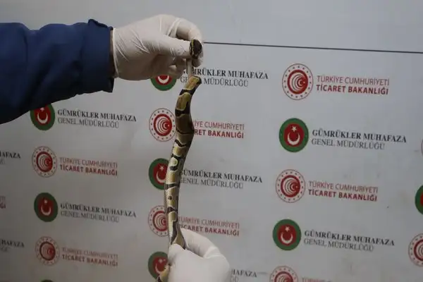 Kapıkule’de 67 canlı piton ele geçirildi
