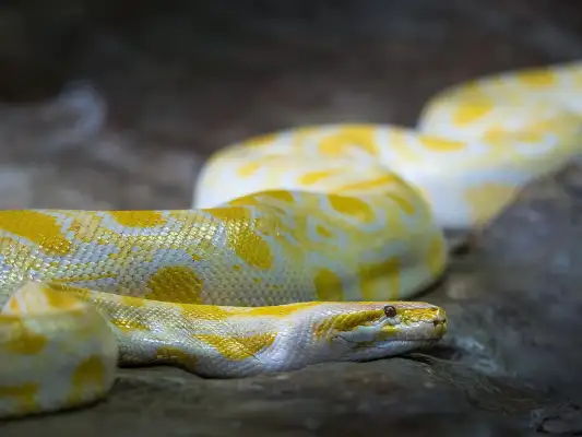 Kapıkule Gümrük Kapısı'nda 67 piton yılanı ele geçirildi  