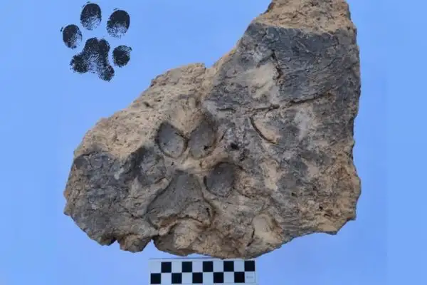 Tavşanlı Höyük’te 4 bin yıllık pati izleri bulundu