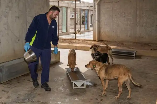 İzmir Büyükşehir Belediyesi sahipsiz hayvanlar için mama üretiyor