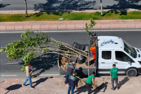 Kayseri'de ağaçlar yenileniyor