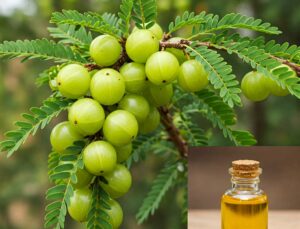 Hint Güzelliğinin Sırrı: Amla Yağı’nın Tarihi, Faydaları ve Kullanım Rehberi
