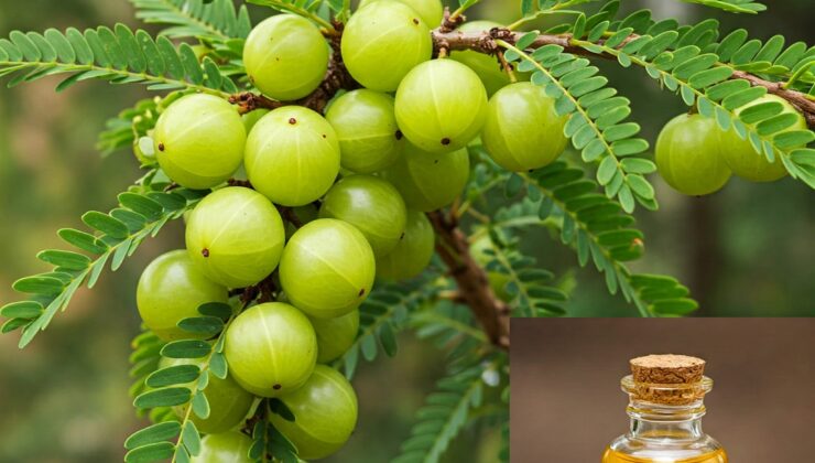 Hint Güzelliğinin Sırrı: Amla Yağı’nın Tarihi, Faydaları ve Kullanım Rehberi