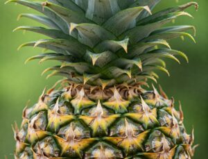 Ananas: Tropiklerin Tatlı ve Şifalı Meyvesi