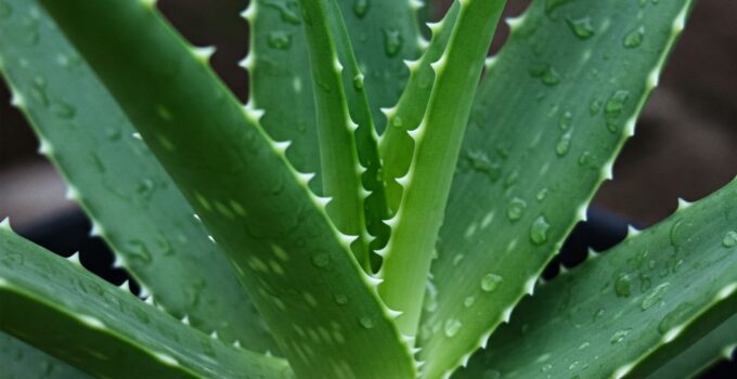 Aloe Vera: Doğanın Mucizevi Şifacısı!
