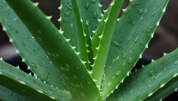 Aloe Vera: Doğanın Mucizevi Şifacısı!